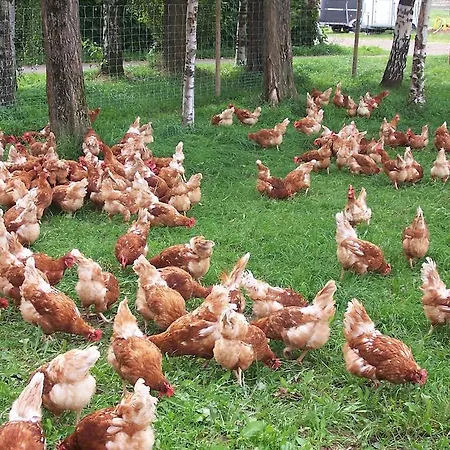 Apartamento Bauernstube Scheidterhof Kobern-Gondorf