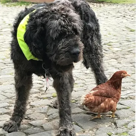 Bauernstube Scheidterhof Apartment Kobern-Gondorf