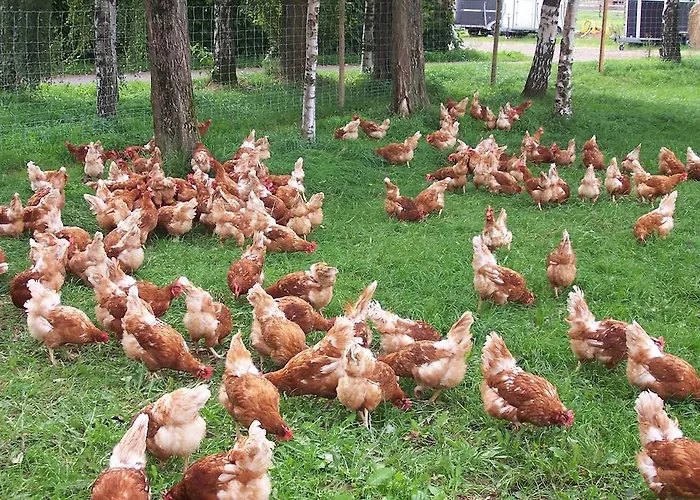 아파트 Bauernstube Scheidterhof 코베른곤도르프